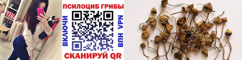 даркнет сайт  Боровичи  Псилоцибиновые грибы Cubensis 